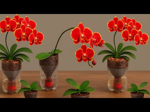 How to Make Your Orchids Bloom Year-Round with This Simple Trick (It Always Works!)