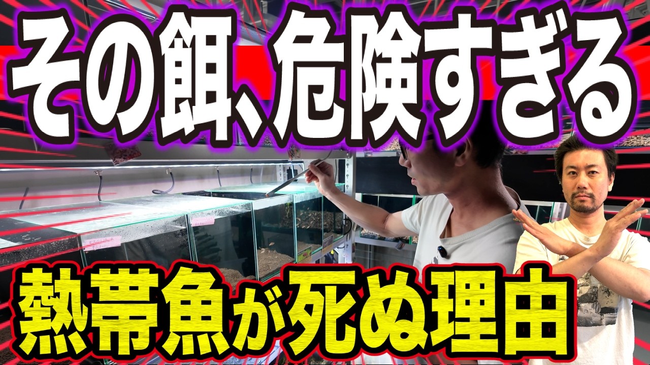 熱帯魚が死ぬ危険な餌の管理方法！正しい保存方法と生き餌の重要性