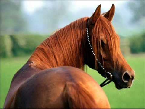 Zlatni Dukati - Ej, riđane