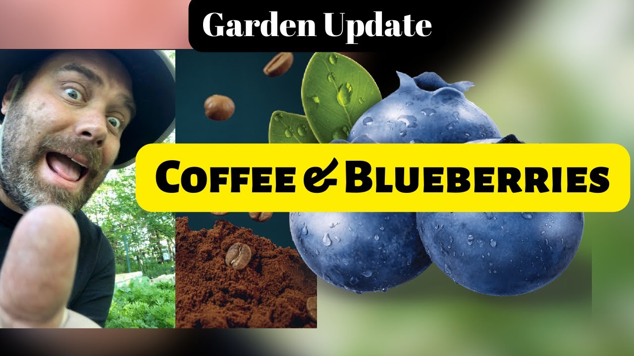 do blueberry bushes like coffee grounds