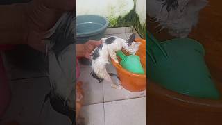 Download lagu Mandiin anak kucing mp3