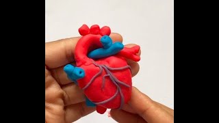 Human Heart Model || Heart Model 3D || School Science Projects || How to make a clay model Heart