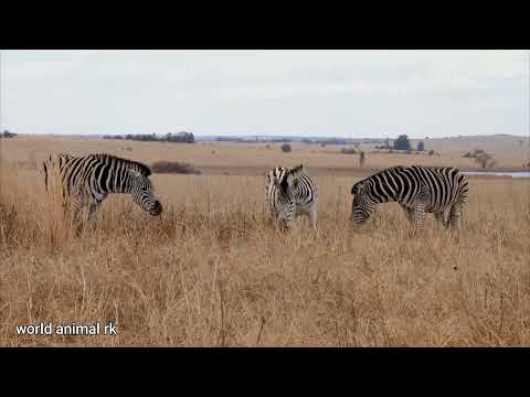 Giraffe and Zebra and Wildebeest - Amazing & Beautiful