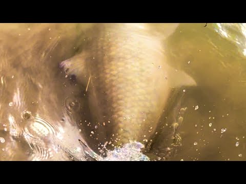 How To Catch A Giant Small Mouth Buffalo 🐟