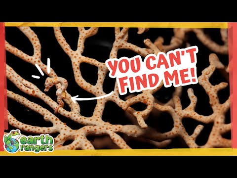 Find More Masters Of Camouflage — 5 Hidden Animal Challenge! 👀 | Earth Rangers