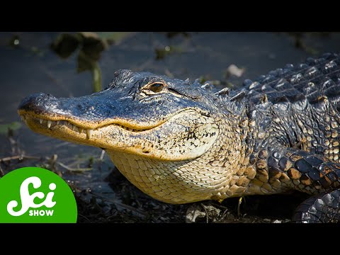 在地球上存活超過2億年！為什麼「鱷魚」可以生存這麼久？ (How Crocodilians Just Keep on Surviving)