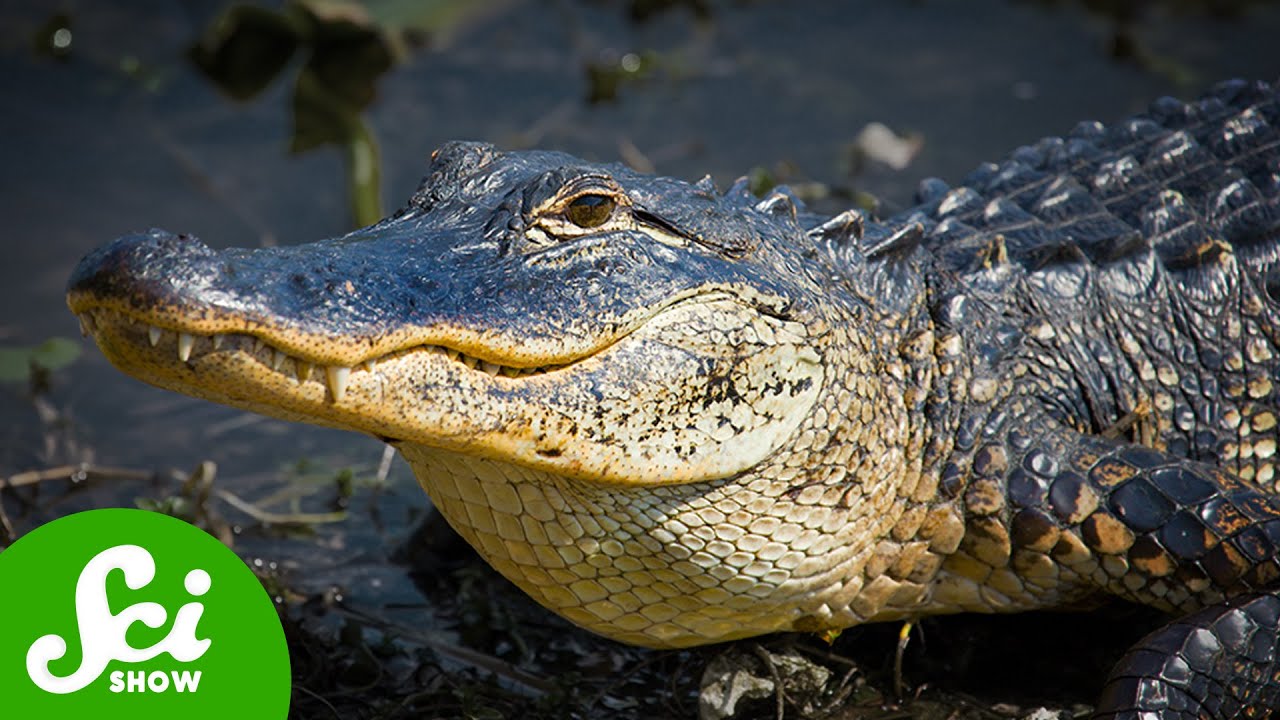 How Crocodilians Just Keep on Surviving
