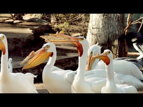 Big Lake Pelicans at San Antonio Zoo