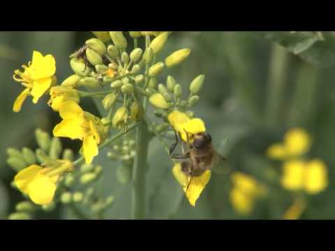TV Pančevo - Uljana repica prva privukla pčele