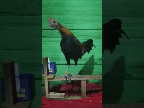 ayam hutan belajar kokok