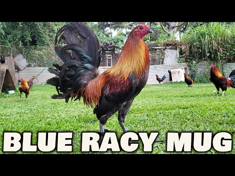 Beautiful Black Birds Racy Mug Velcro Farm