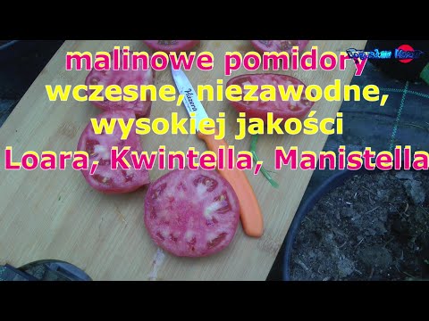 early raspberry tomatoes of reliable high quality are Loara Quintella and Manistella