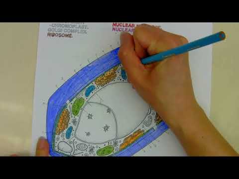 Cell Coloring Pages How To
