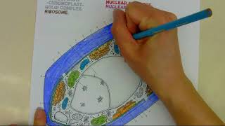 Cell Coloring pages - How to