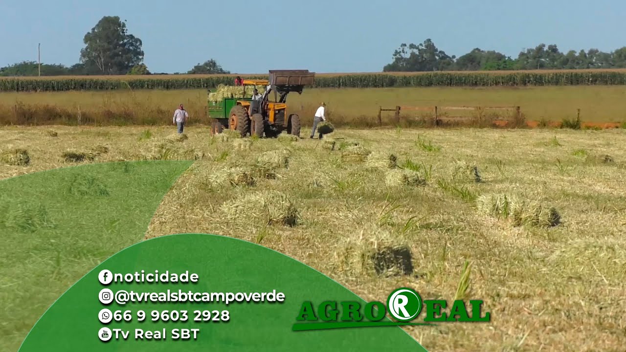 Conheça como é feito o processo de produção de feno.