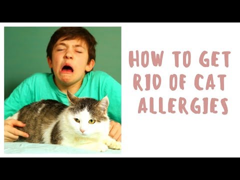 How To Get Rid Of Cat Allergies