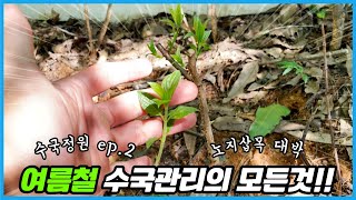 수국 가지 뒷마당에 그냥 꽂아놨더니?? 여름철 수국관리의 모든것!!