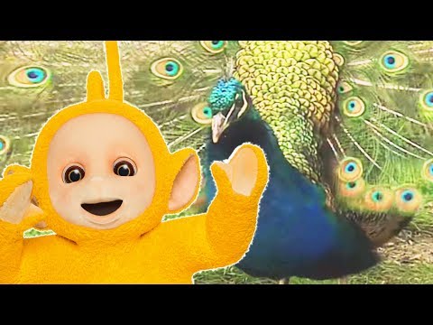 Animals Pack - Teletubbies Full Episode Animal Compilation