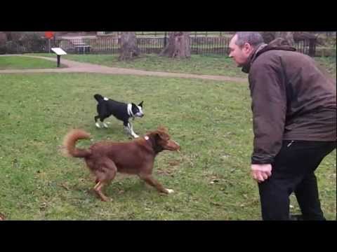 Amazing Acrobatic Dog - flipover