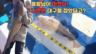 용왕님이 미쳤다 이번엔 찐 메다🫢 | 인생 고기 잡은 날 | 황열기 임연수 대구라바 | 열정 만랩 명랑 낚시꾼 | 묵호 근영호 🛥️ |