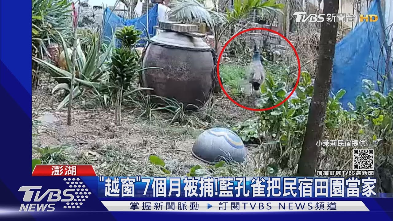 「越窗」7個月被捕！　藍孔雀把民宿田園當家