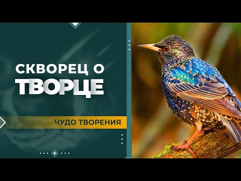 Скворец свидетельствует о Творце | Чудо творения