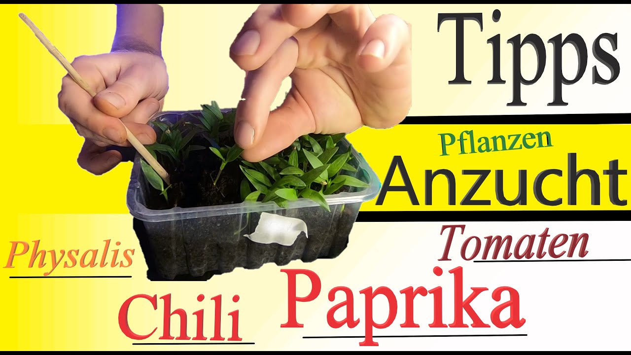 Jungpflanzen | viele Tipps für Garteneinsteiger