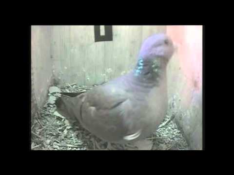 2018 02 05 Axel Watertoren Alex In De Kast En Paring Op Rand