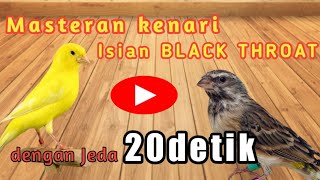 Download lagu Masteran kenari paud isian BLACK THROAT (dengan jeda 20 detik) mp3