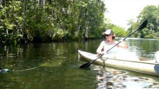 preview picture of video 'Kayaking with Manatees on the Wakulla River'