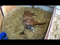 Horse Giving Birth