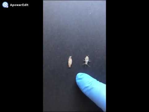 Como matar traças de roupas  -  O que fazer para evitar traças em casa