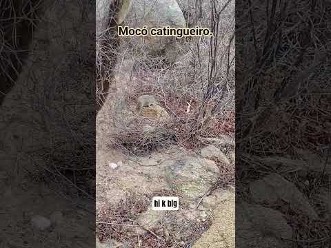 Mocó na área do Gargalheiras, em Acari RN, Brasil. #gargalheiras #mocó #caatinga #sertão #acari #bra