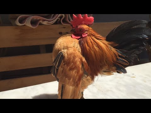 The World's Smallest Chicken Breed  | Serama Rooster and Chicken | Dünyanın En Küçük Tavuk Cinsi🐔🐓