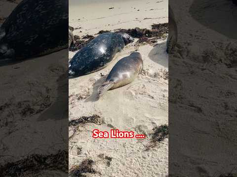 #beach #music #travel #californiacity #coverartist #travel #lifeisbutadream #viralvideos #shorts