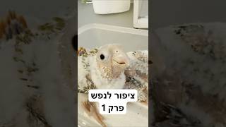 פרויקט ציפור לנפש חוזר לסיבוב נוסף. #תוכים #חיילים