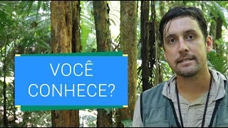 5 PLANTAS QUE TODO CONSULTOR AMBIENTAL DEVE CONHECER