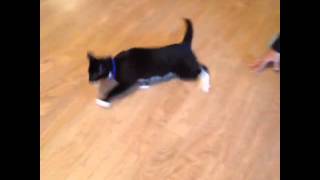 Kitty merry go round vine