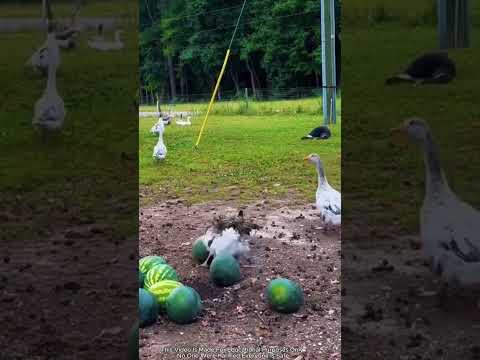 Животные неравнодушны к своим хозяевам 🐶🐑🦆❤️#short