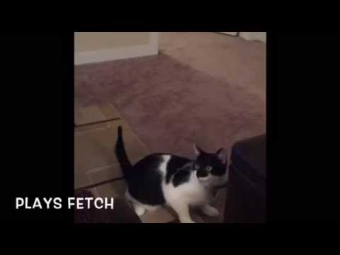 Bester the Talented Cat