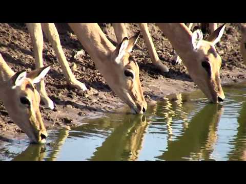Djuma: Impala herd comes for a drink - 06:46 - 10/30/18