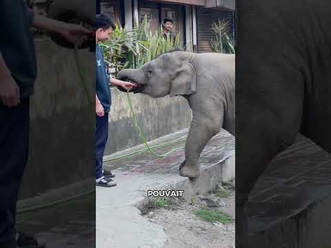 Ce Bébé Éléphant Avait Tellement Soif… La Suite Est Adorable ! 🐘❤️