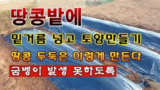[텃밭농부 1,829]  땅콩밭에 밑거름 넣고 토양만들기. 굼벵이가 생기지 않도록 이렇게! #땅콩재배