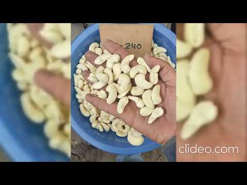 Dry Cashew Nut W 240