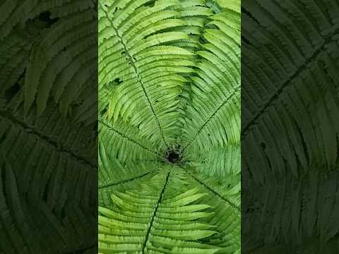 фото папоротник садовый, страусник 0