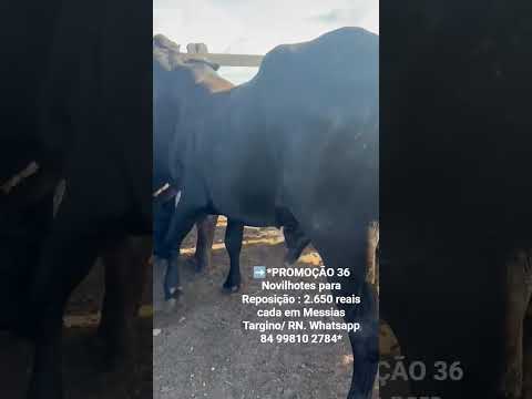 36 Novilhotes para Reposição : 2.650 reais cada em Messias Targino/ RN.Whatsapp 84 99810 2784*#gado