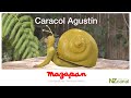 Caracol Agustin - Mazapán / Lengua de Señas Chilena