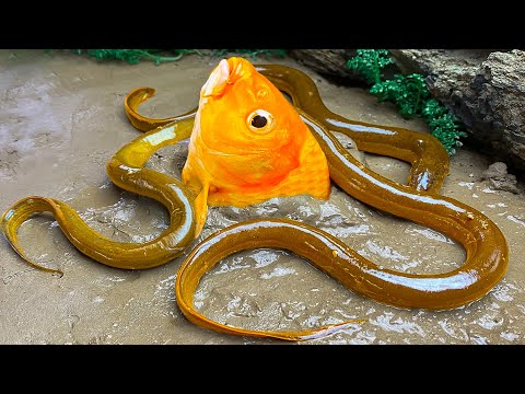 Big Goldfish Eating Eels - Stop Motion ASMR Relaxing Cooking Catfish Cuckoo A Lot Of Under Mud