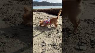 Video preview image #1 Chiranian Puppy For Sale in San Francisco, CA, USA