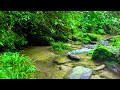 Magical Sounds Of Forest Wonderful Relaxation Gentle Flowing Streams And Chirping Birds ASMR
